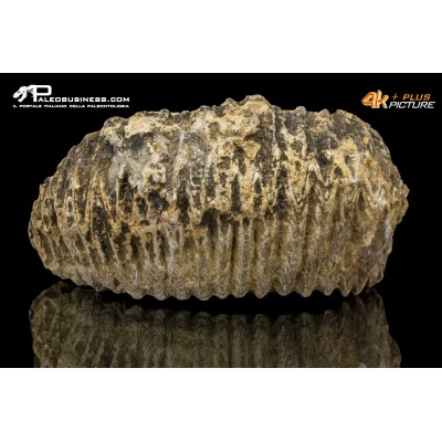 Rastellum carinatum