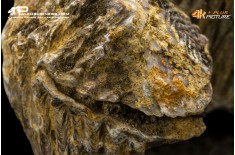 Rastellum carinatum