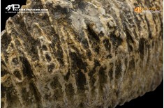 Rastellum carinatum