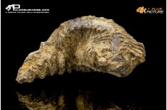Rastellum carinatum