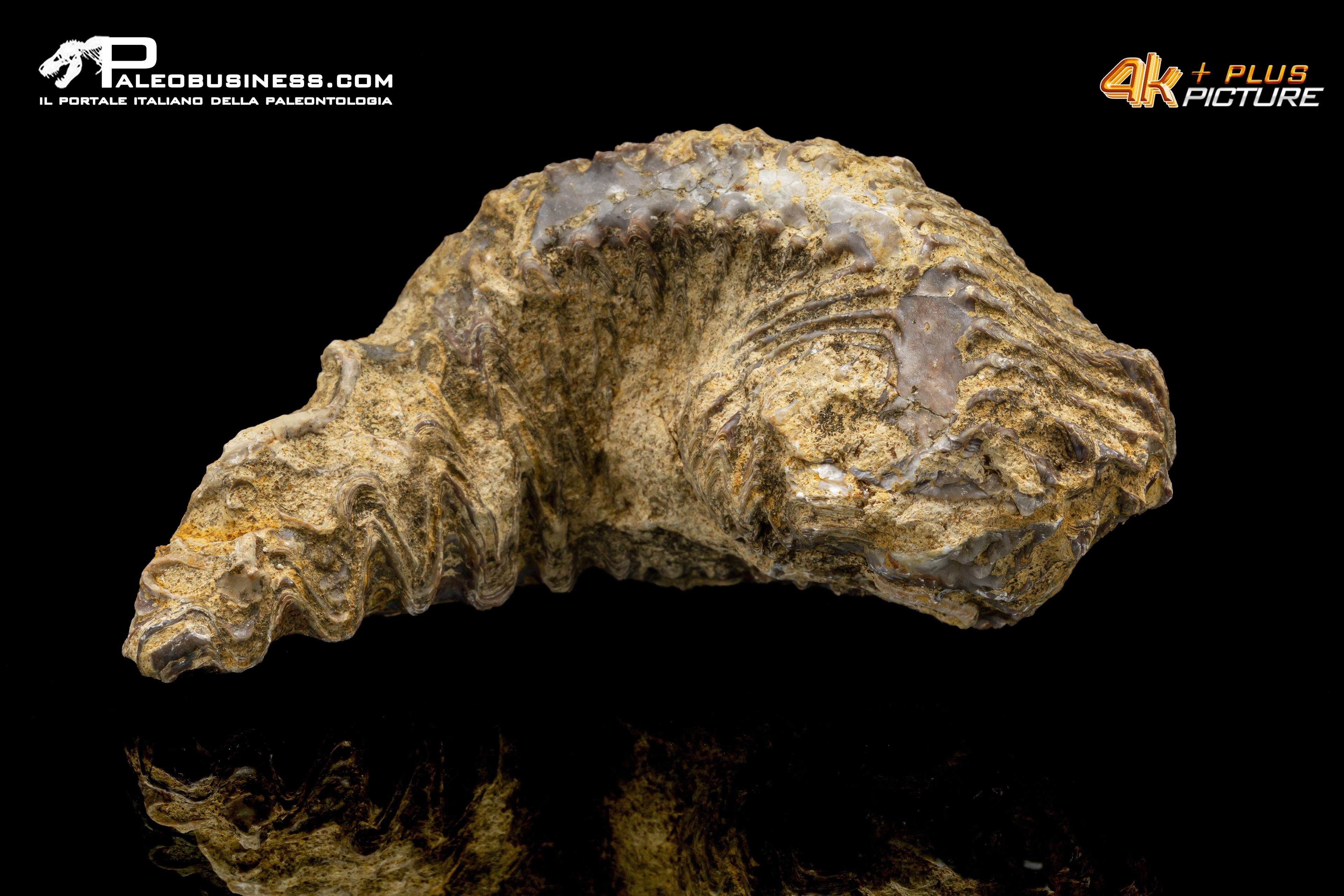 Rastellum carinatum