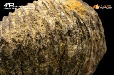 Rastellum carinatum