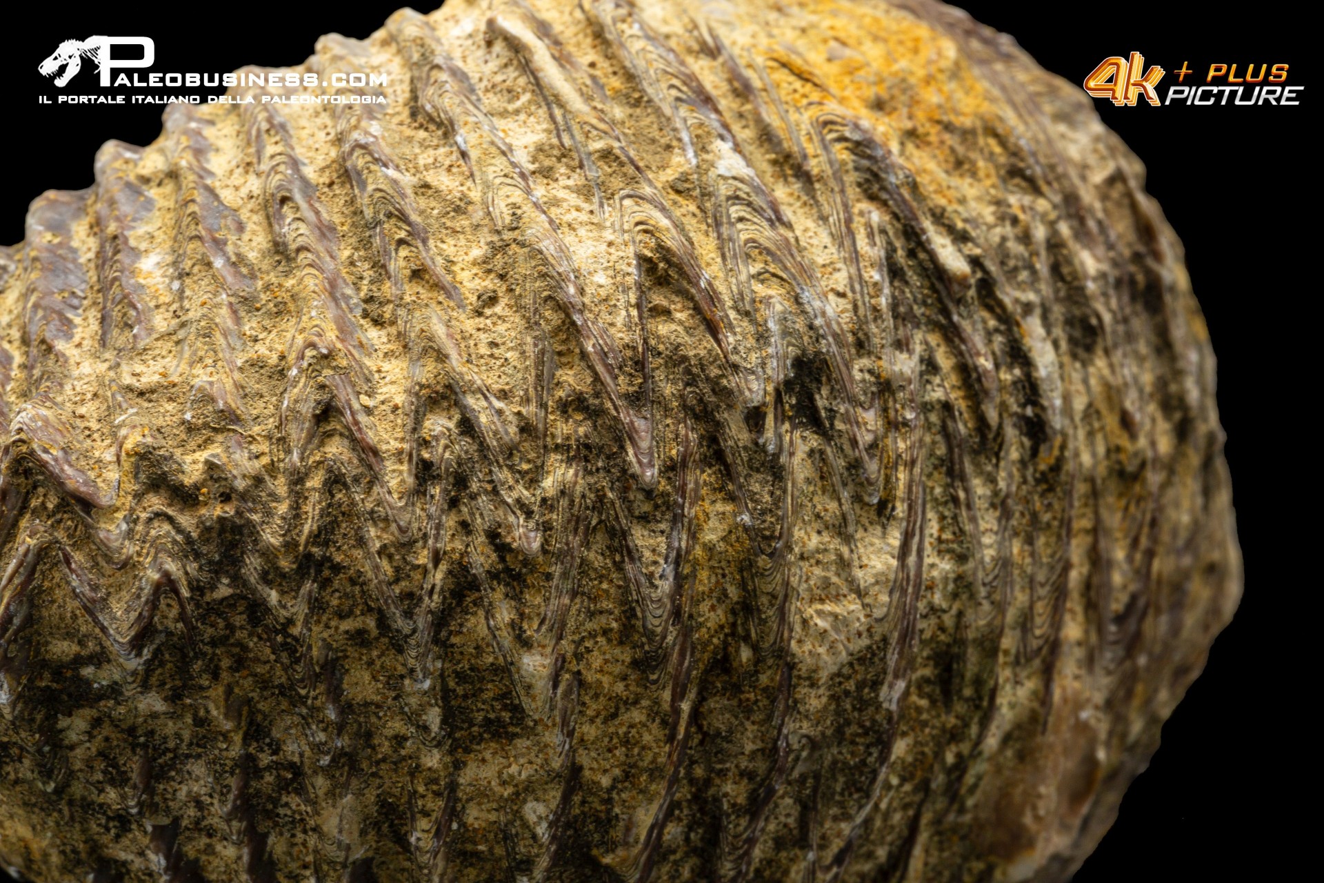 Rastellum carinatum