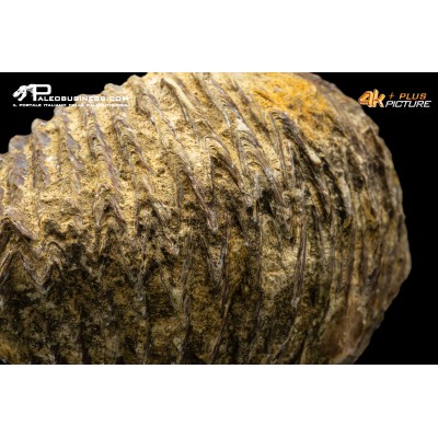 Rastellum carinatum