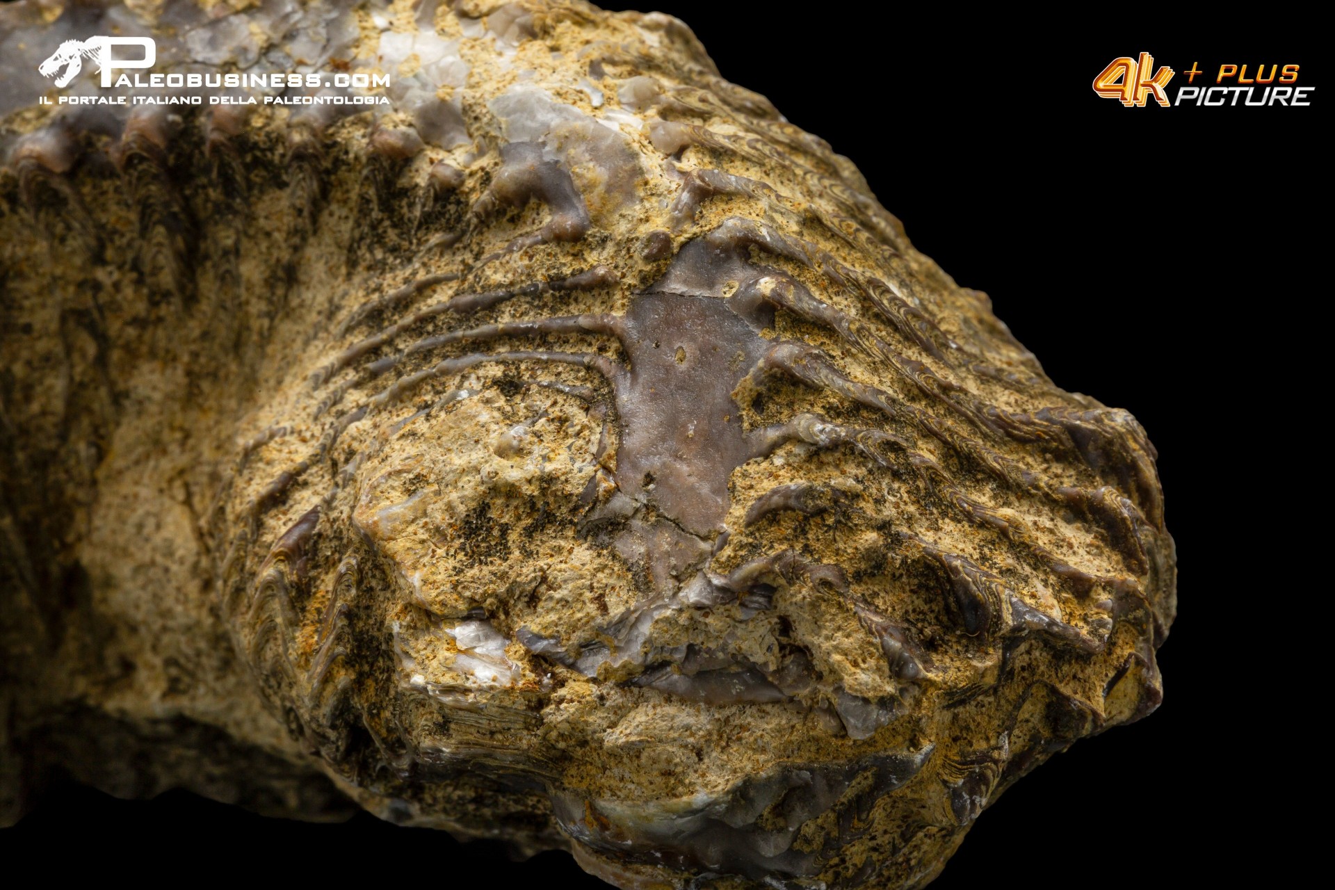 Rastellum carinatum