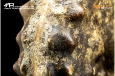 Ammonite Paramammites