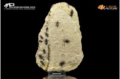 Larva di Libellula doris