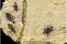 Larva di Libellula doris