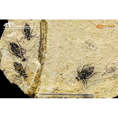 Larva di Libellula doris