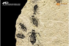Larva di Libellula doris