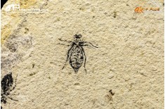 Larva di Libellula doris