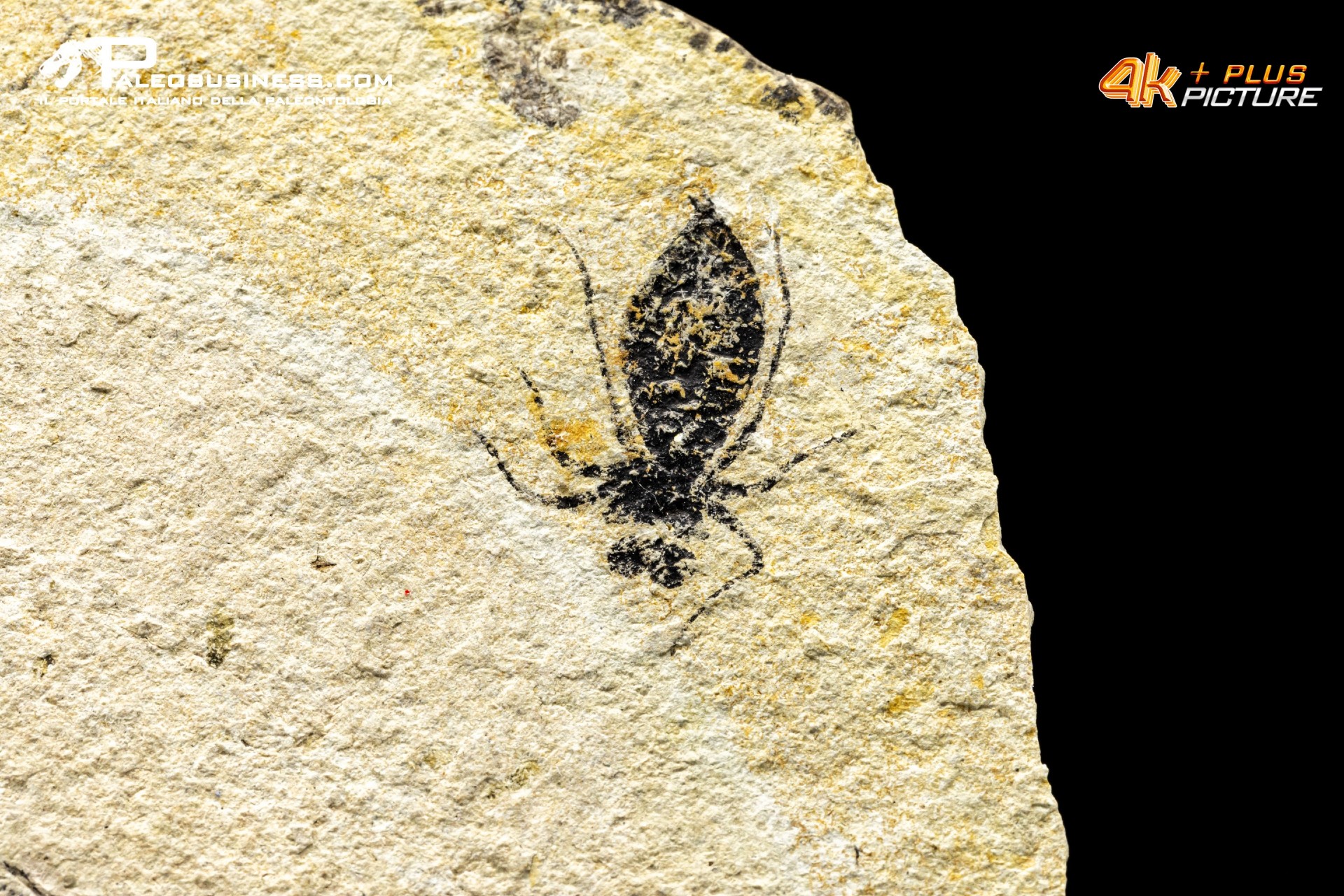 Larva di Libellula doris