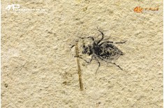 Larva di Libellula doris