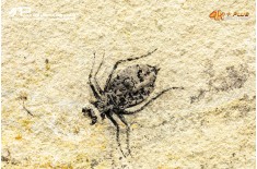 Larva di Libellula doris