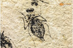 Larva di Libellula doris