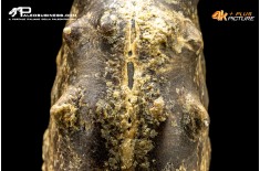 Ammonite Paramammites