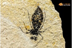 Larva di Libellula doris