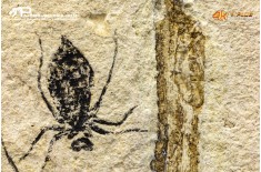 Larva di Libellula doris