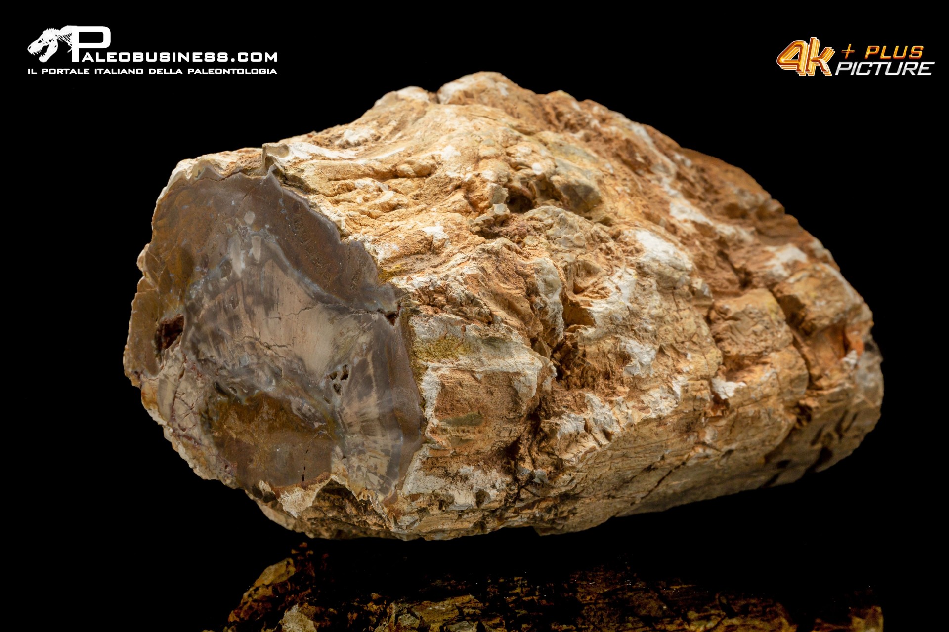 Legno fossile silicizzato (opale xiloide)