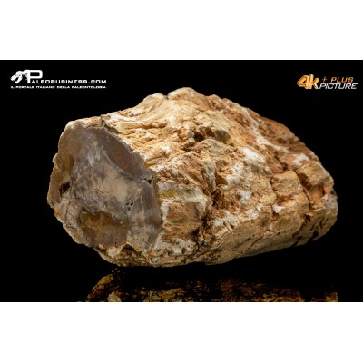 Legno fossile silicizzato (opale xiloide)