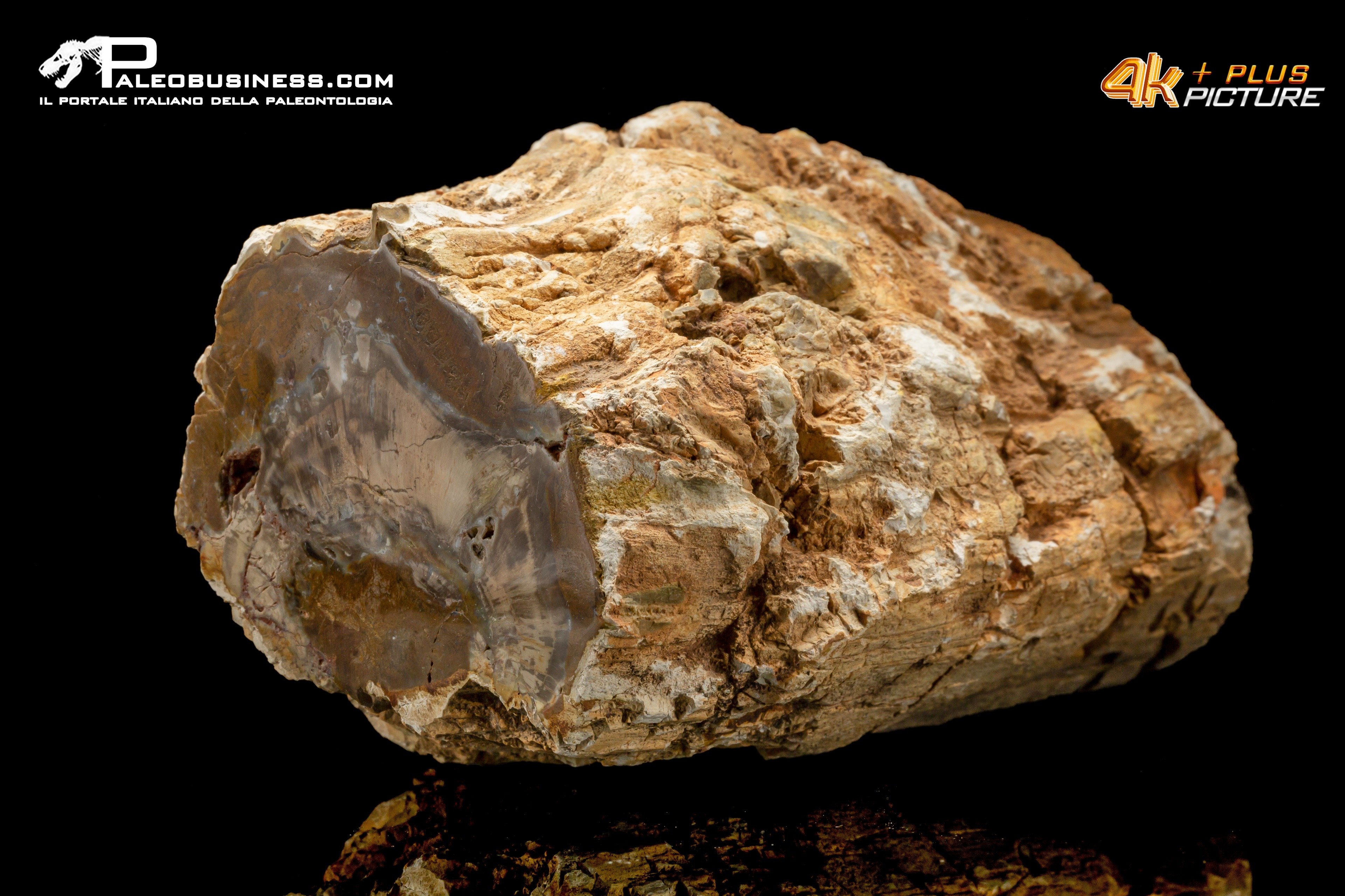 Legno fossile silicizzato (opale xiloide)