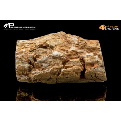 Legno fossile silicizzato (opale xiloide)