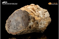 Legno fossile silicizzato (opale xiloide)