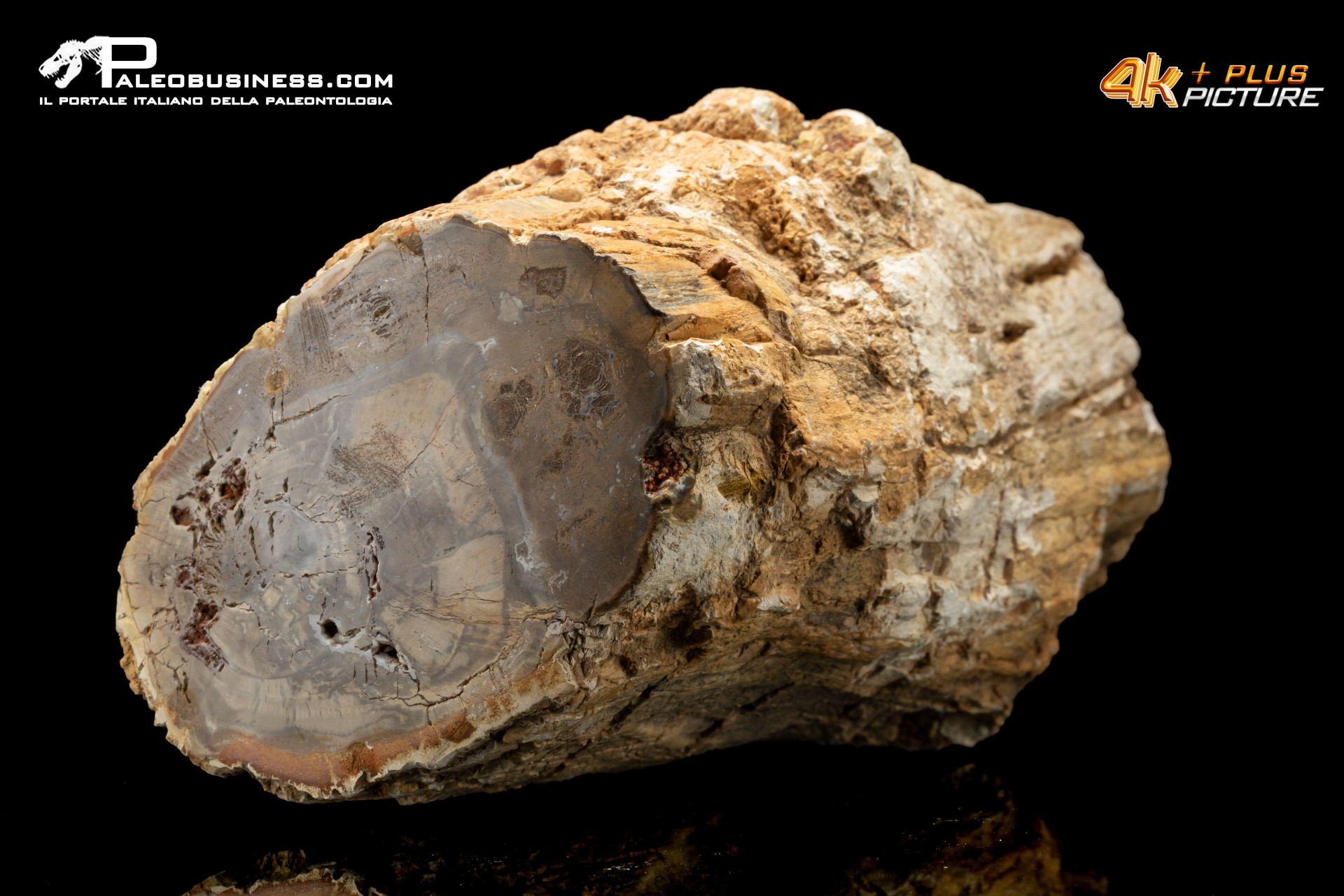 Legno fossile silicizzato (opale xiloide)