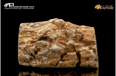 Legno fossile silicizzato (opale xiloide)