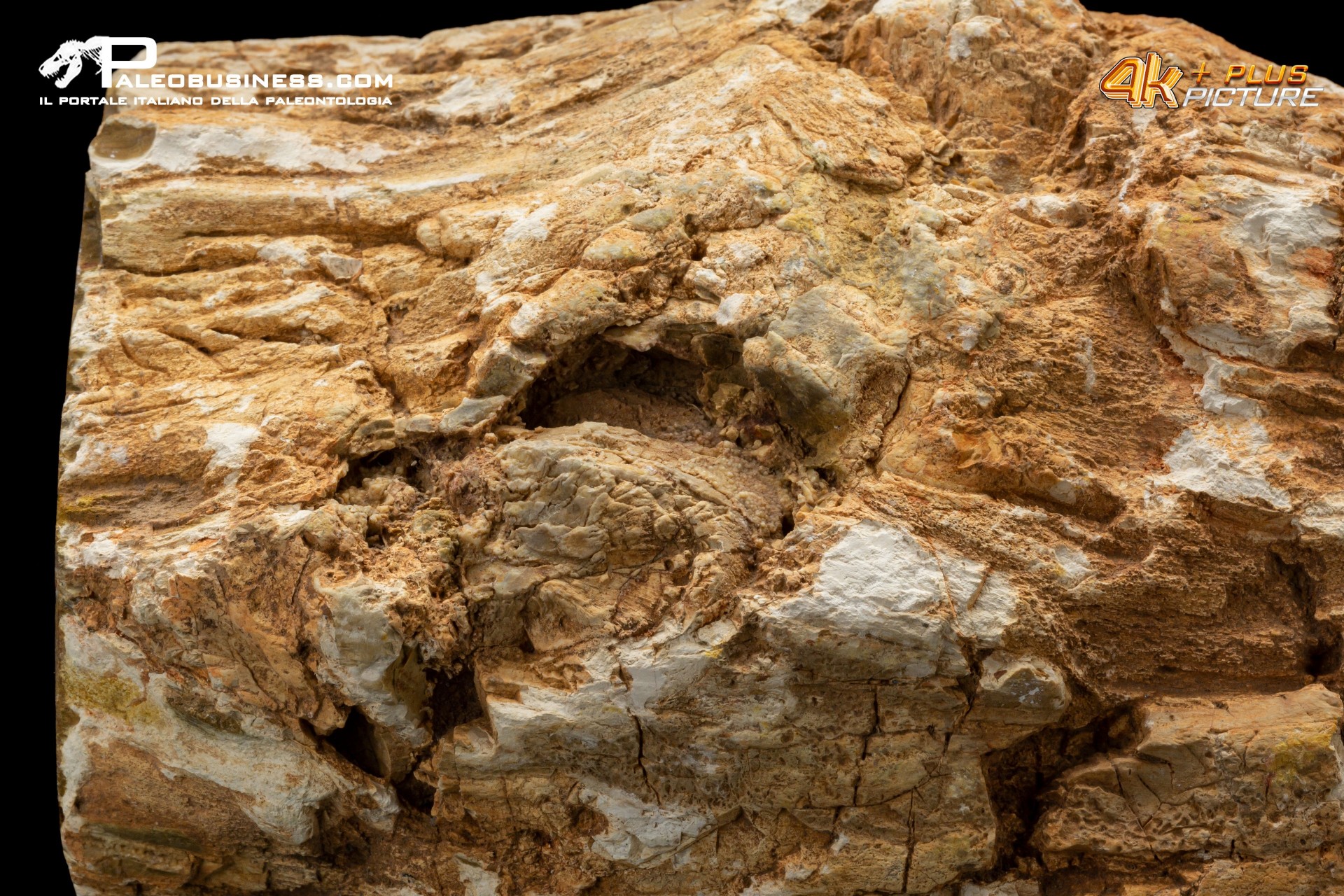 Legno fossile silicizzato (opale xiloide)
