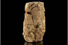 Legno fossile silicizzato (opale xiloide)