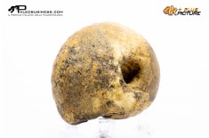 Ammonite Vascoceras sp.