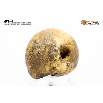 Ammonite Vascoceras sp.