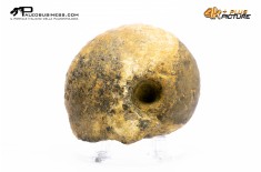 Ammonite Vascoceras sp.