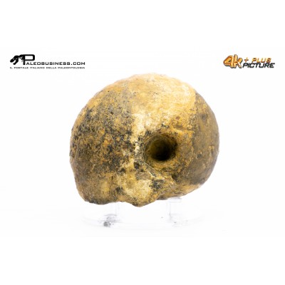 Ammonite Vascoceras sp.