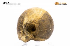 Ammonite Vascoceras sp.