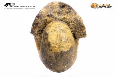 Ammonite Vascoceras sp.