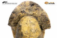 Ammonite Vascoceras sp.