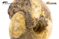 Ammonite Vascoceras sp.