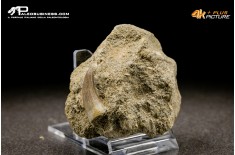 Dente di Zarafasaura oceanis in matrice – Plesiosauro