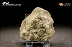 Dente di Zarafasaura oceanis in matrice – Plesiosauro