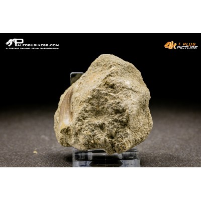 Dente di Zarafasaura oceanis in matrice – Plesiosauro