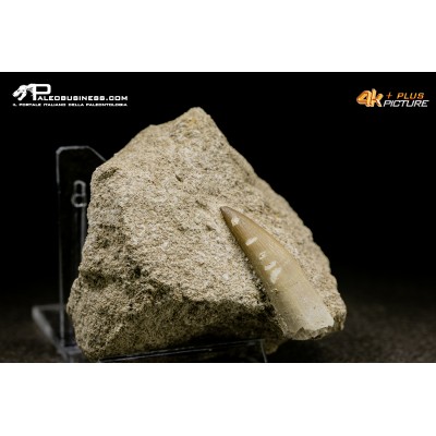 Dente di Zarafasaura oceanis