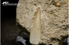 Dente di Zarafasaura oceanis