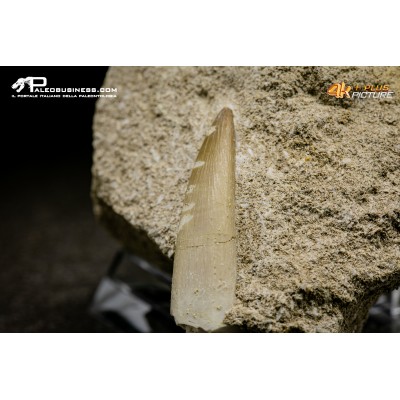 Dente di Zarafasaura oceanis