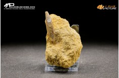 Dente di Zarafasaura oceanis in matrice