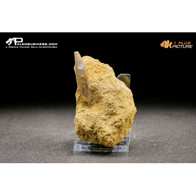 Dente di Zarafasaura oceanis in matrice