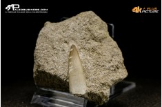 Dente di Zarafasaura oceanis