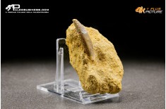 Dente di Zarafasaura oceanis in matrice