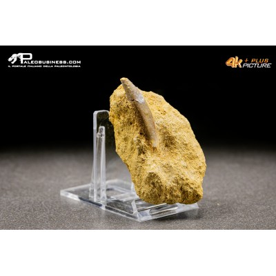 Dente di Zarafasaura oceanis in matrice